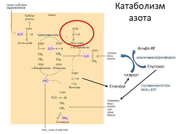 Катаболизм азота трансаминазы Альфа-КГ аланинаминотрансфераза Глутамат пируват Глюкоза Глутаминсинтетаза, NH 4+, ATP 