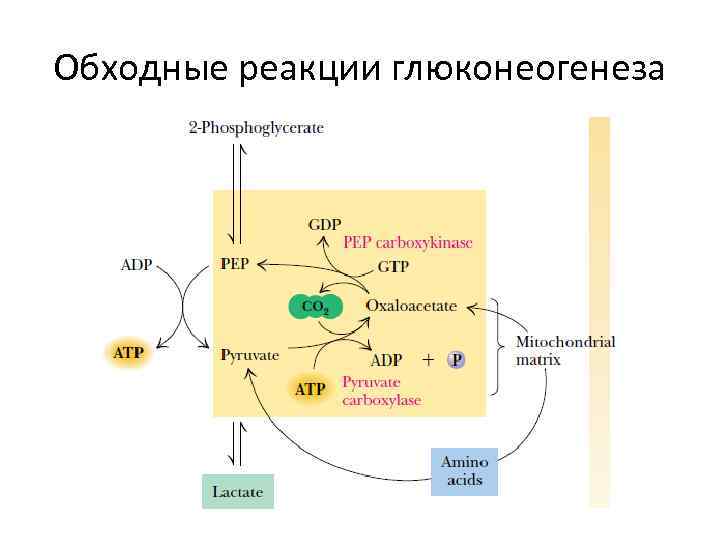 Обходные реакции глюконеогенеза 