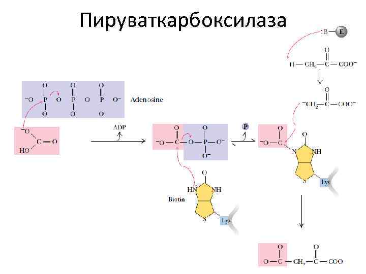 Пируваткарбоксилаза 