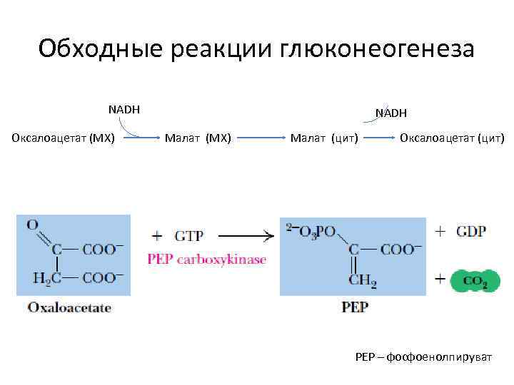 Обходные реакции глюконеогенеза NADH Оксалоацетат (МХ) NADH Малат (МХ) Малат (цит) Оксалоацетат (цит) PEP