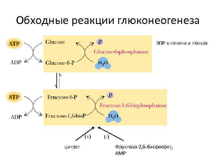 Обходные реакции глюконеогенеза ЭПР в печени и почках (+) цитрат (-) Фруктозо-2, 6 -бисфосфат,