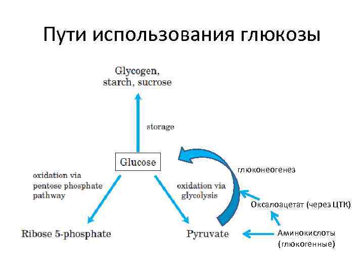 Пути использования глюкозы глюконеогенез Оксалоацетат (через ЦТК) Аминокислоты (глюкогенные) 