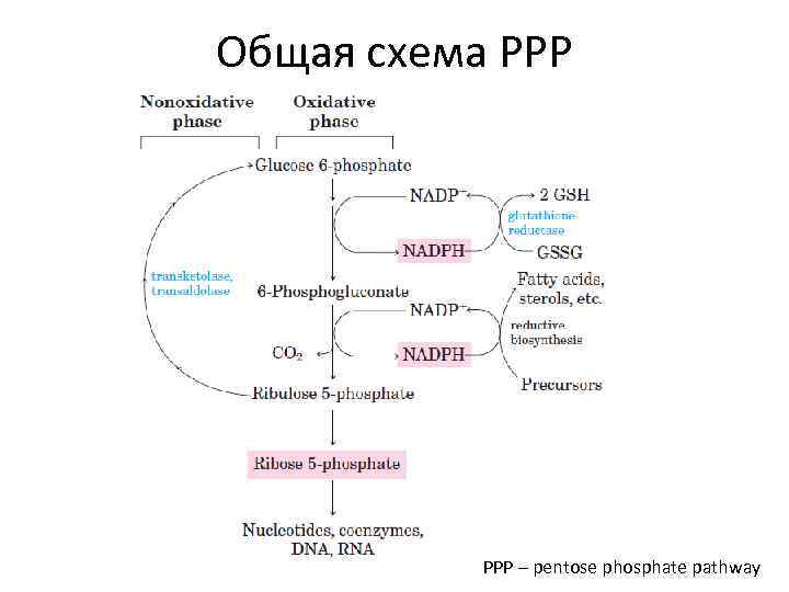 Общая схема PPP – pentose phosphate pathway 