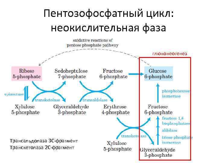 Пентозофосфатный цикл: неокислительная фаза глюконеогенез Трансальдолаза 3 С-фрагмент Транскетолаза 2 С-фрагмент 