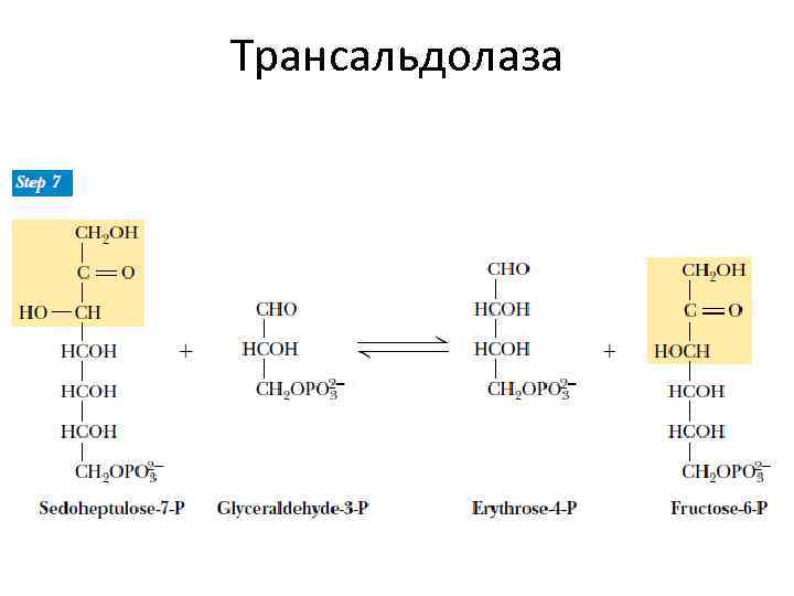 Трансальдолаза 