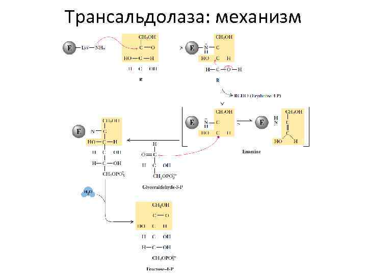 Трансальдолаза: механизм 