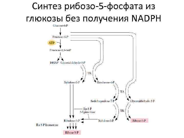 Синтез рибозо-5 -фосфата из глюкозы без получения NADPH 