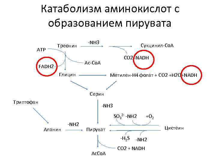 Катаболизм аминокислот с образованием пирувата ATP Треонин -NH 3 Сукцинил-Со. А CO 2+NADH Ас-Co.