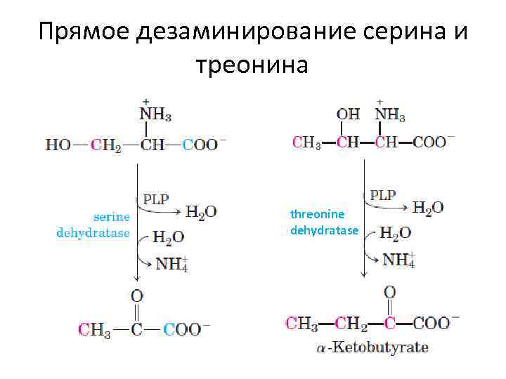 Прямое дезаминирование серина и треонина threonine dehydratase 