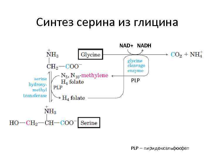 Синтез серина из глицина NAD+ NADH PLP – пиридоксальфосфат 