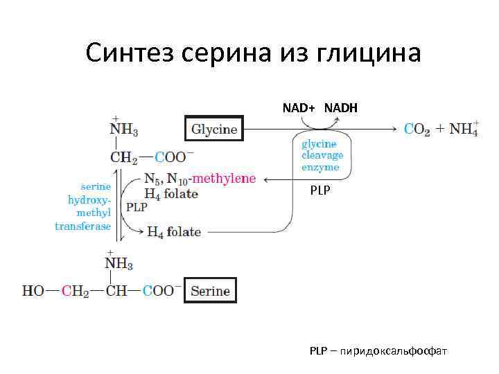 Обмен серина и глицина