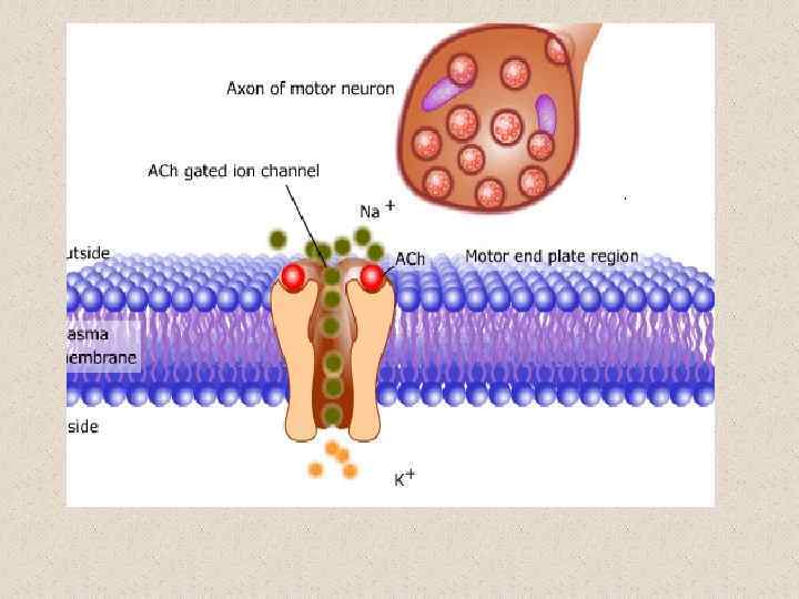 Анимация с н-холинорец 