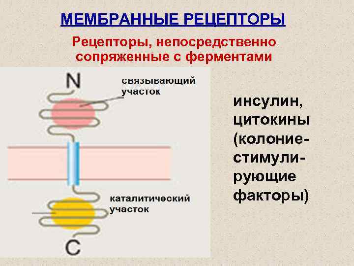 Рецептор информации. Строение мембранного рецептора. Мембранные рецепторы сопряженные с ферментами. Мембранные рецепторы инотропные. Рецепторы мембран физиология.