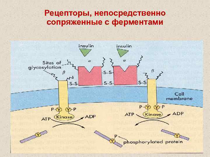 Рецепторы, непосредственно сопряженные с ферментами 