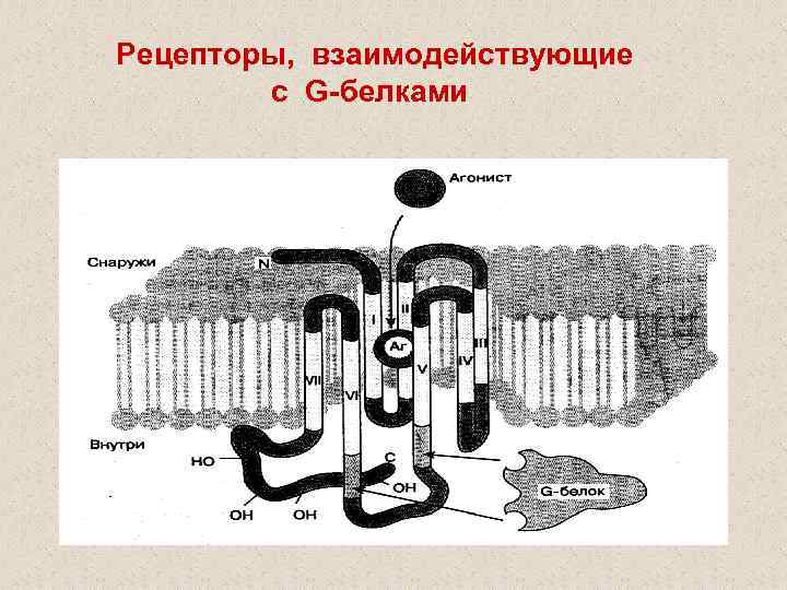 Рецепторы, взаимодействующие с G-белками 