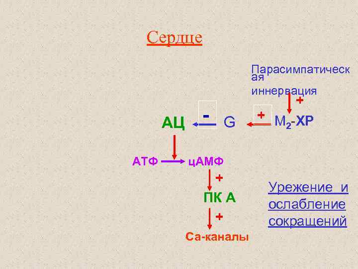 Сердце Парасимпатическ ая иннервация АЦ АТФ - G + + М -ХР 2 ц.