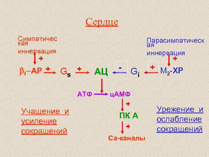 Сердце Симпатичес кая иннервация + b 1 АР + Парасимпатическ ая иннервация Gs +