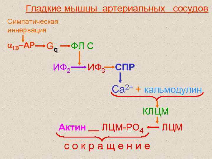 Гладкие мышцы артериальных сосудов Симпатическая иннервация 1 B АР Gq ФЛ C ИФ 2