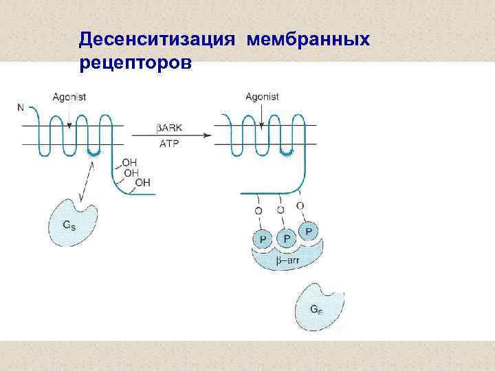 Десенситизация мембранных рецепторов 