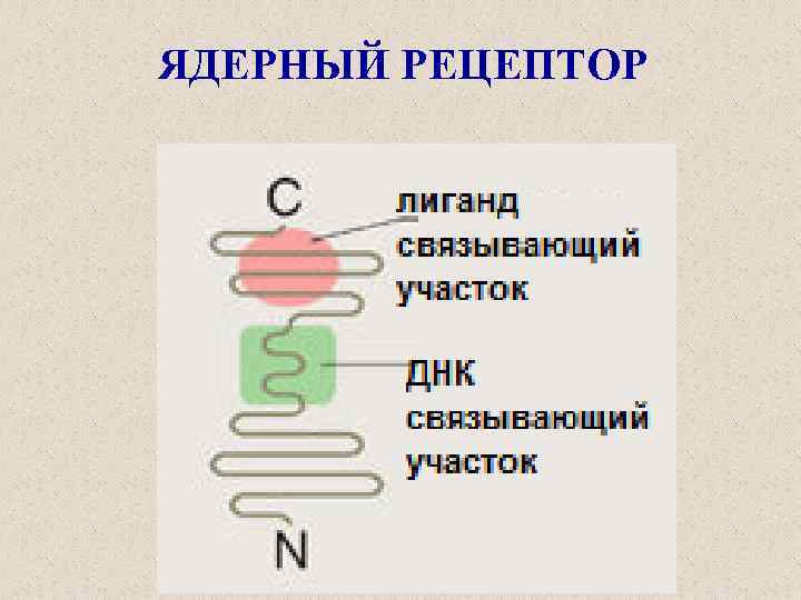 ЯДЕРНЫЙ РЕЦЕПТОР 