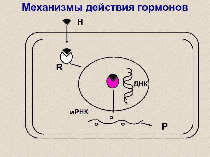 Механизмы действия гормонов H R ДНК м. РНК P 