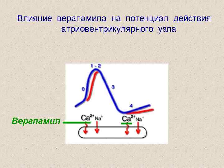 Влияние верапамила на потенциал действия атриовентрикулярного узла Верапамил 