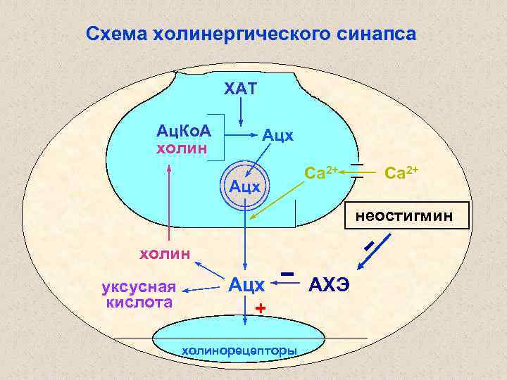 Схема холинергического синапса ХАТ Ац. Ко. А холин Ацх Са 2+ неостигмин холин уксусная