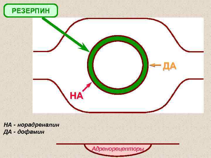 РЕЗЕРПИН ДА НА НА - норадреналин ДА - дофамин Адренорецепторы 