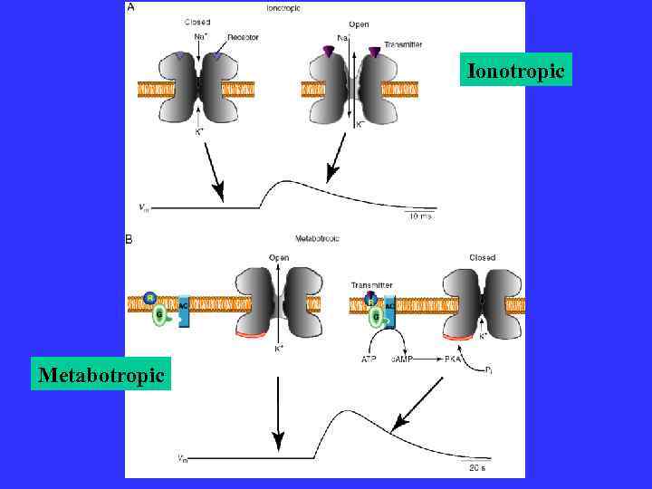 Ionotropic Metabotropic 
