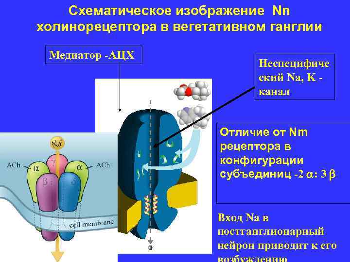 Схематическое изображение Nn холинорецептора в вегетативном ганглии Медиатор -АЦХ Неспецифиче ский Na, K канал