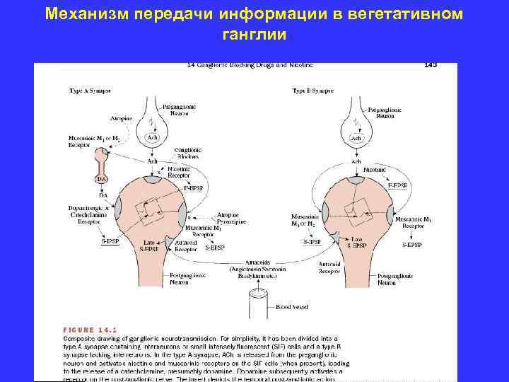 Механизм передачи информации в вегетативном ганглии 