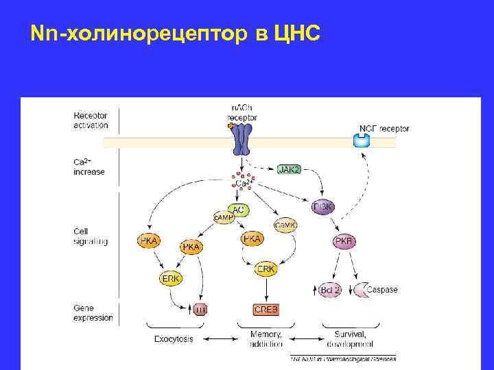 Nn-холинорецептор в ЦНС 