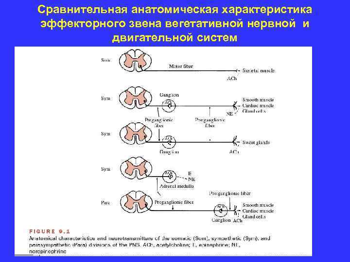 Сравнительная анатомическая характеристика эффекторного звена вегетативной нервной и двигательной систем 