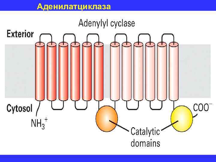 Аденилатциклаза 