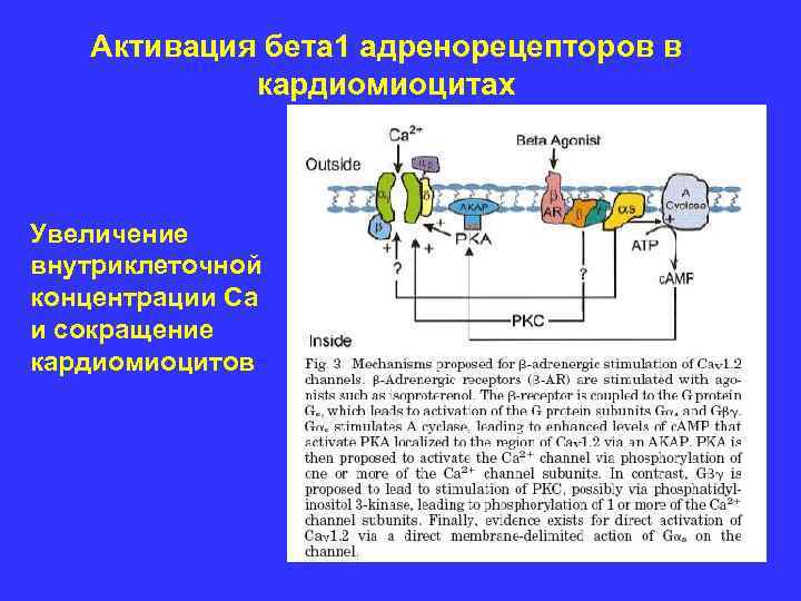 Активация бета 1 адренорецепторов в кардиомиоцитах Увеличение внутриклеточной концентрации Са и сокращение кардиомиоцитов 
