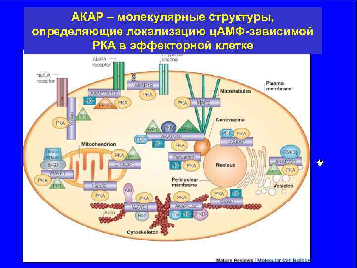 АКАР – молекулярные структуры, определяющие локализацию ц. АМФ-зависимой РКА в эффекторной клетке 