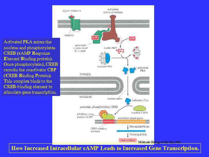 Activated PKA enters the nucleus and phosphorylates CREB (c. AMP Response Element Binding protein).