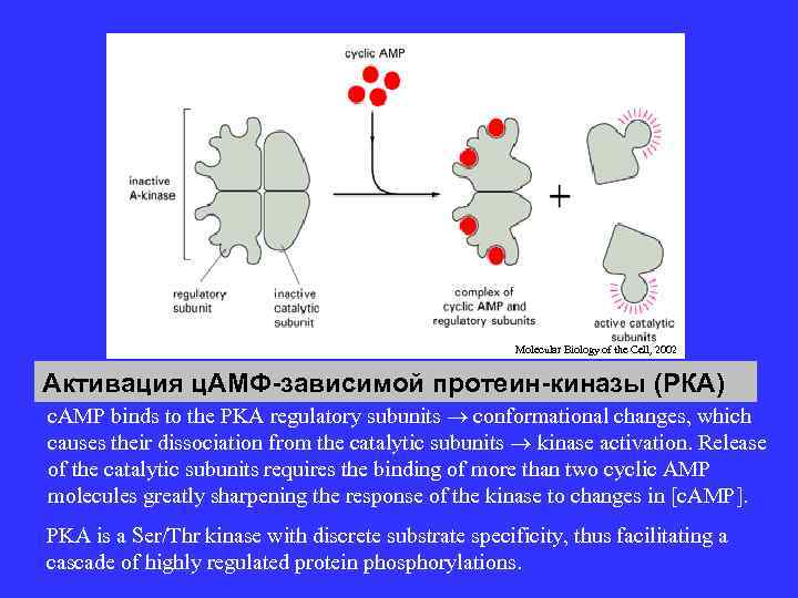Molecular Biology of the Cell, 2002 Activation of c. AMP-dependent protein kinase (PKA) Активация
