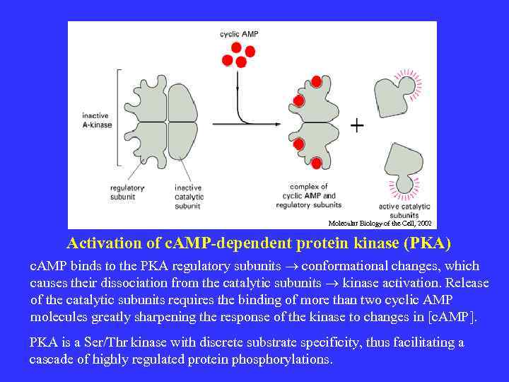 Molecular Biology of the Cell, 2002 Activation of c. AMP-dependent protein kinase (PKA) c.
