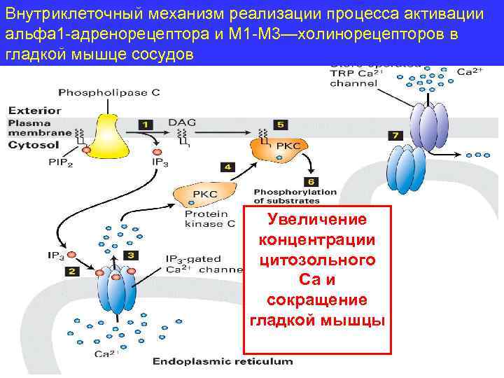 Механизм м