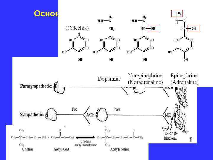 Основные медиаторы вегетативной нервной системы 