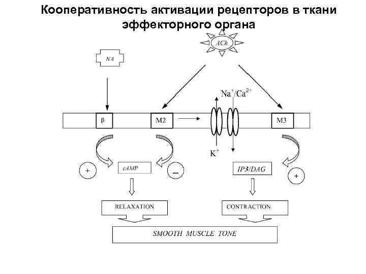 Кооперативность активации рецепторов в ткани эффекторного органа 