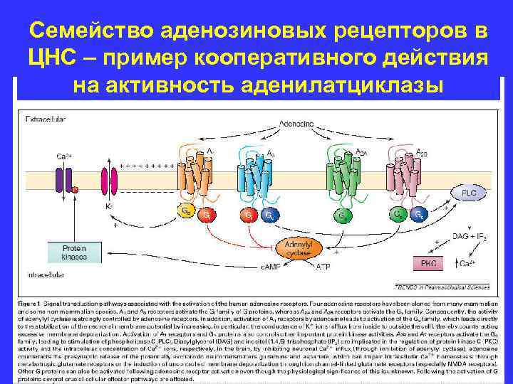 Семейство аденозиновых рецепторов в ЦНС – пример кооперативного действия на активность аденилатциклазы 