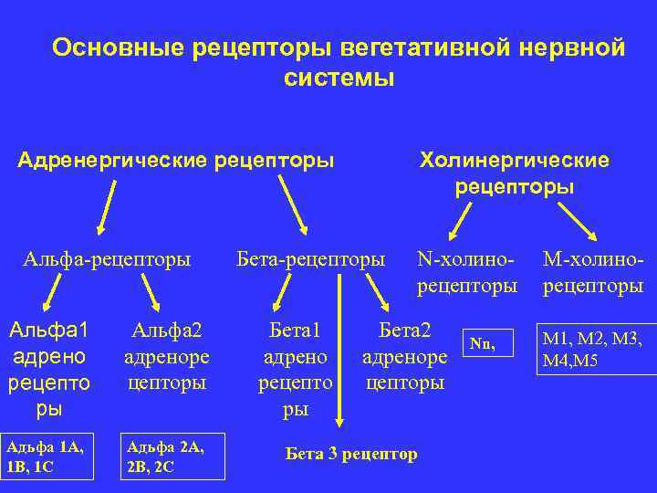 Основные рецепторы вегетативной нервной системы Адренергические рецепторы Холинергические рецепторы Альфа-рецепторы N-холинорецепторы Альфа 1 адрено
