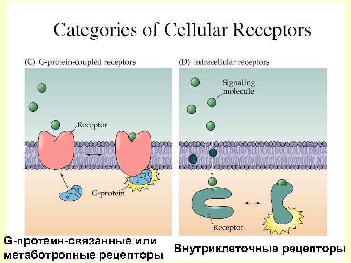 G-протеин-связанные или Внутриклеточные рецепторы метаботропные рецепторы 