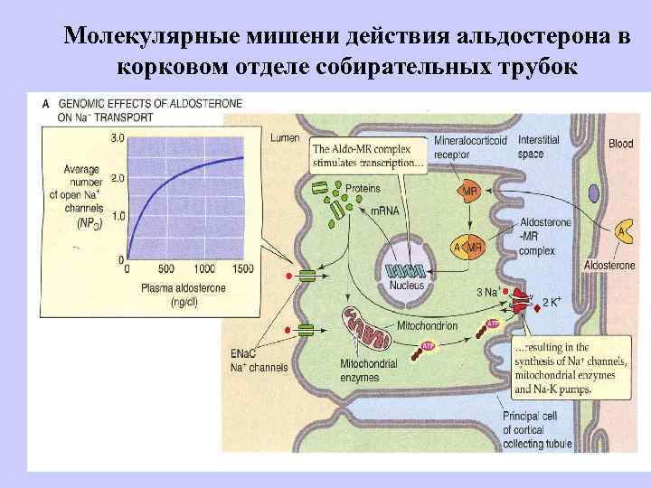 Молекулярные мишени действия альдостерона в корковом отделе собирательных трубок 