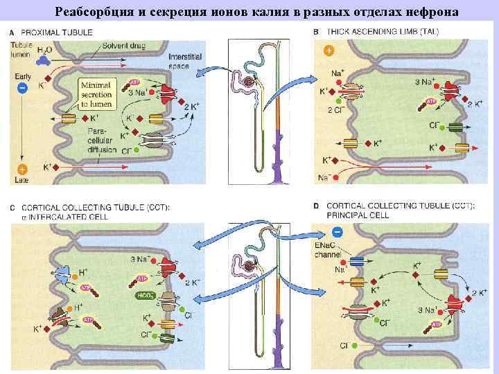 Реабсорбция и секреция ионов калия в разных отделах нефрона 