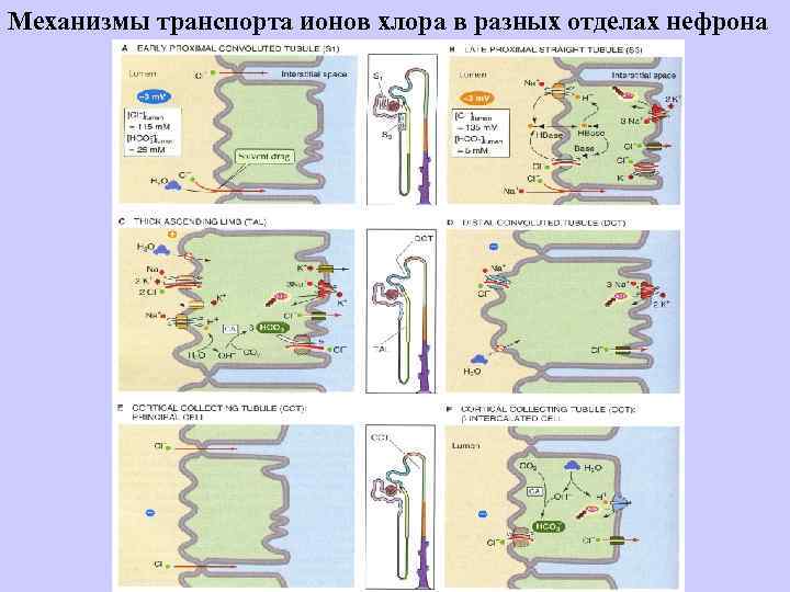 Механизмы транспорта ионов хлора в разных отделах нефрона 