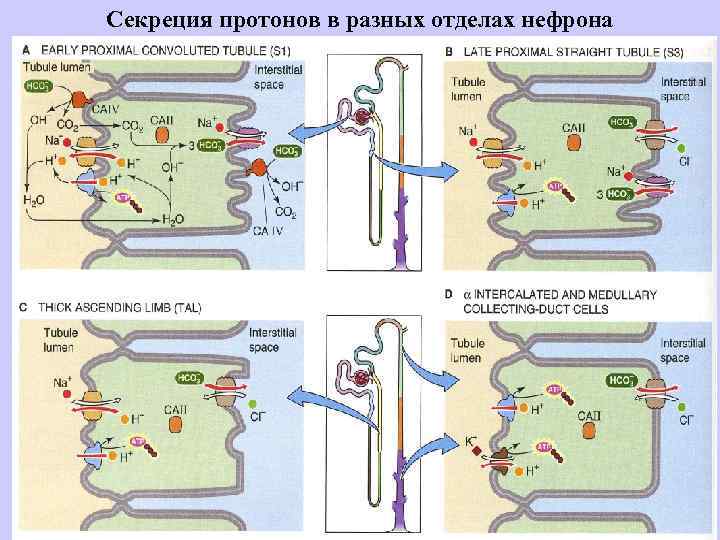 Секреция протонов в разных отделах нефрона 