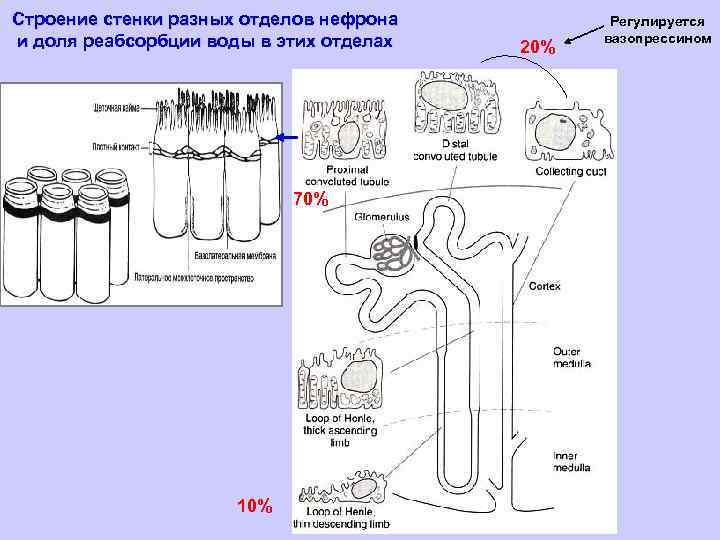 Строение стенки разных отделов нефрона и доля реабсорбции воды в этих отделах 70% 10%